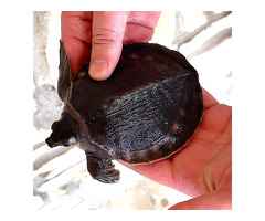 Pignose Turtle ou Carettochelys insculpta para venda